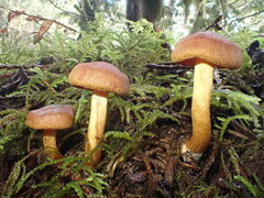 Aureonarius limonius