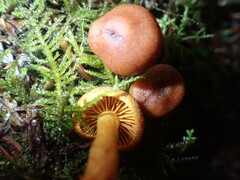 Aureonarius limonius