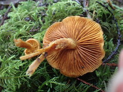 Aureonarius limonius