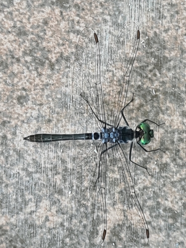 Oligoclada pachystigma