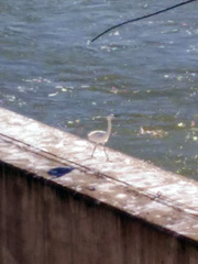Egretta garzetta