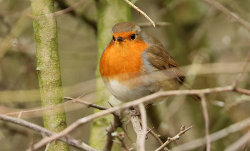 British Robin