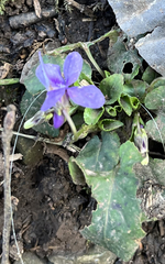 Viola reichenbachiana