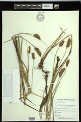 Carex sartwellii