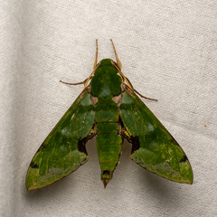 Euchloron megaera