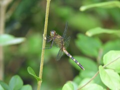 Erythemis attala