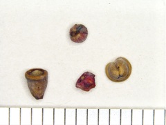 Phylloteras volutellae