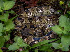 Madagascar Tree Boa photo 4