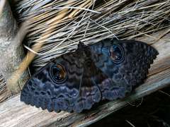 Erebus walkeri