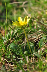 Ficaria verna calthifolia