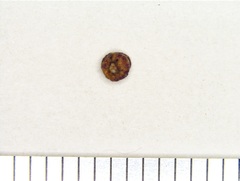 Phylloteras volutellae