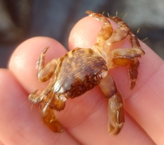 Pachygrapsus