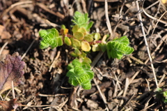 Cruciata pedemontana