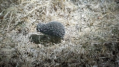 Atelerix albiventris