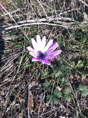 Anemone hortensis