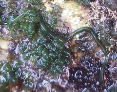Eulalia