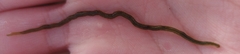 Eulalia