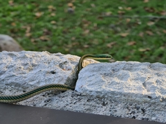 Leptophis mexicanus