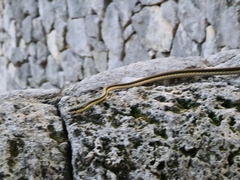 Leptophis mexicanus