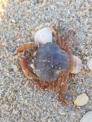 Polybius henslowii