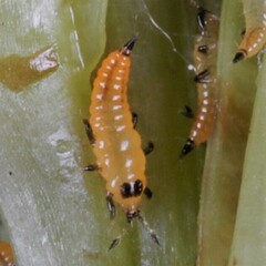 Thysanoptera