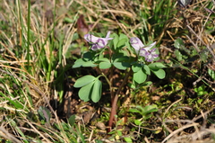 Corydalis pumila