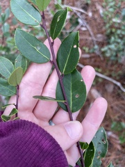 Ilex coriacea