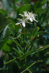 Clematis recta