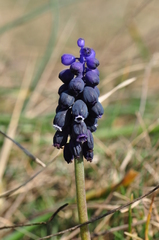 Muscari neglectum
