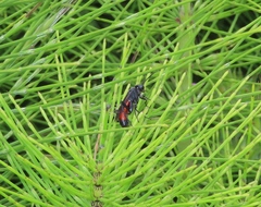 Macrophya annulata