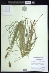 Carex sartwellii