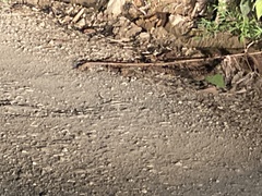 Nyctidromus albicollis