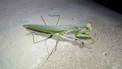 Polyspilota aeruginosa