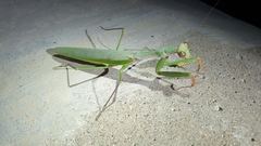 Polyspilota aeruginosa