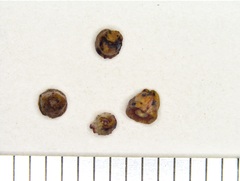 Phylloteras volutellae