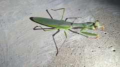 Polyspilota aeruginosa