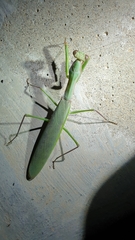 Polyspilota aeruginosa