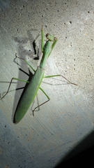 Polyspilota aeruginosa