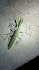 Polyspilota aeruginosa