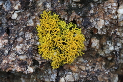 Polycauliona coralloides