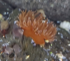 Anemonia sargassensis