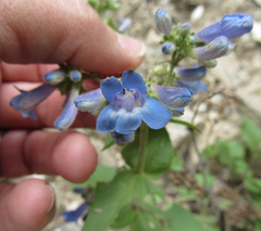 Penstemon wilcoxii