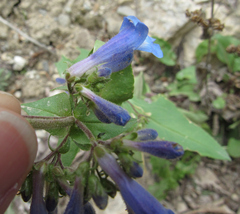 Penstemon wilcoxii