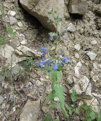 Penstemon wilcoxii
