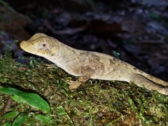 Anolis capito