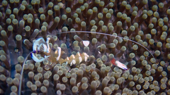 Ancylomenes magnificus