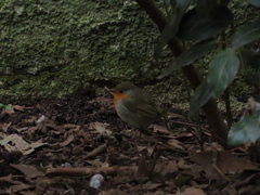 Erithacus rubecula