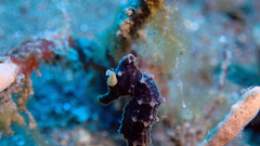 Hippocampus hippocampus