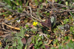 Alyssum montanum gmelinii