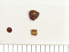 Phylloteras volutellae